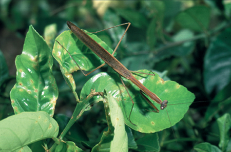 Tenodera